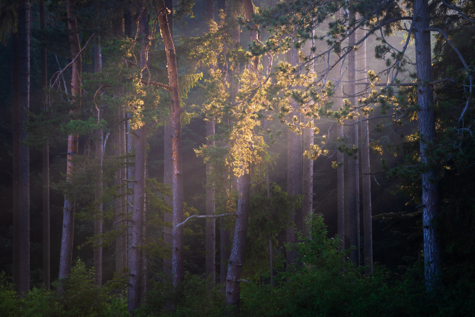Morgenlicht im Wald