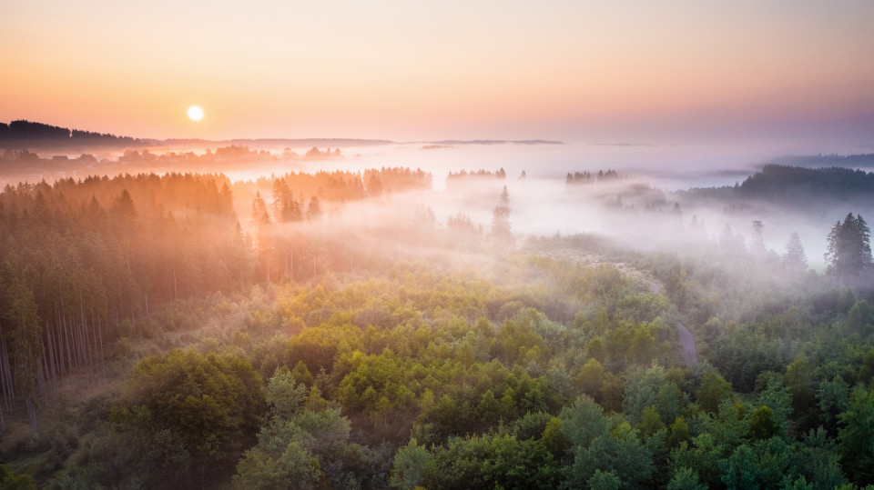 Sommermorgen mit Frühnebel