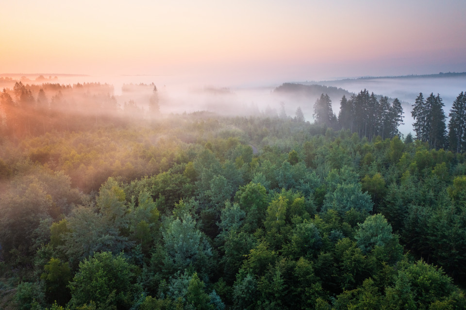 Sommermorgen mit Frühnebel