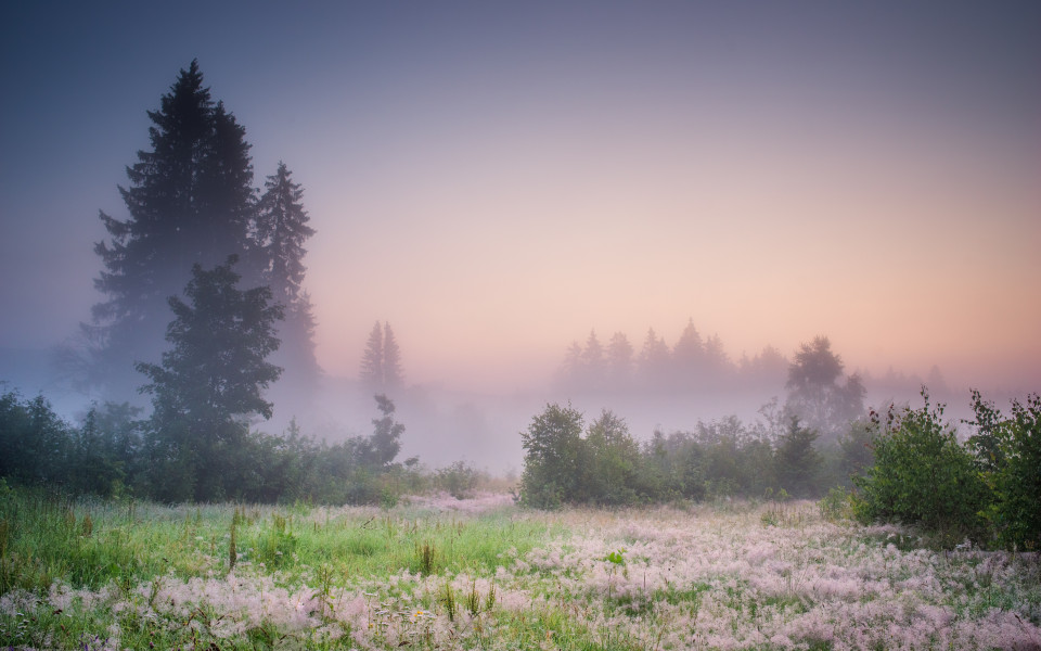 Morgenstimmung am Waldrand