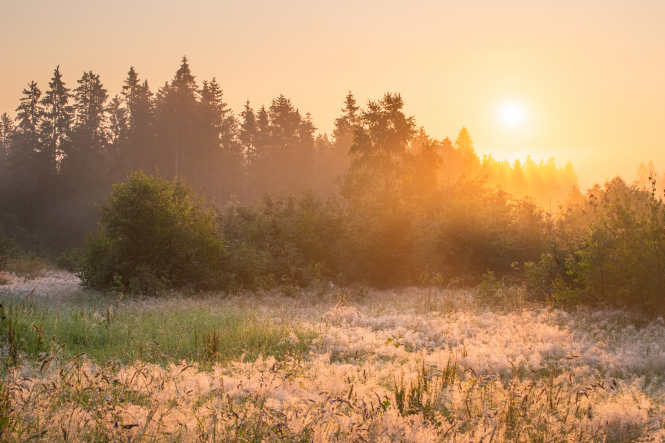 Morgenstimmung am Waldrand