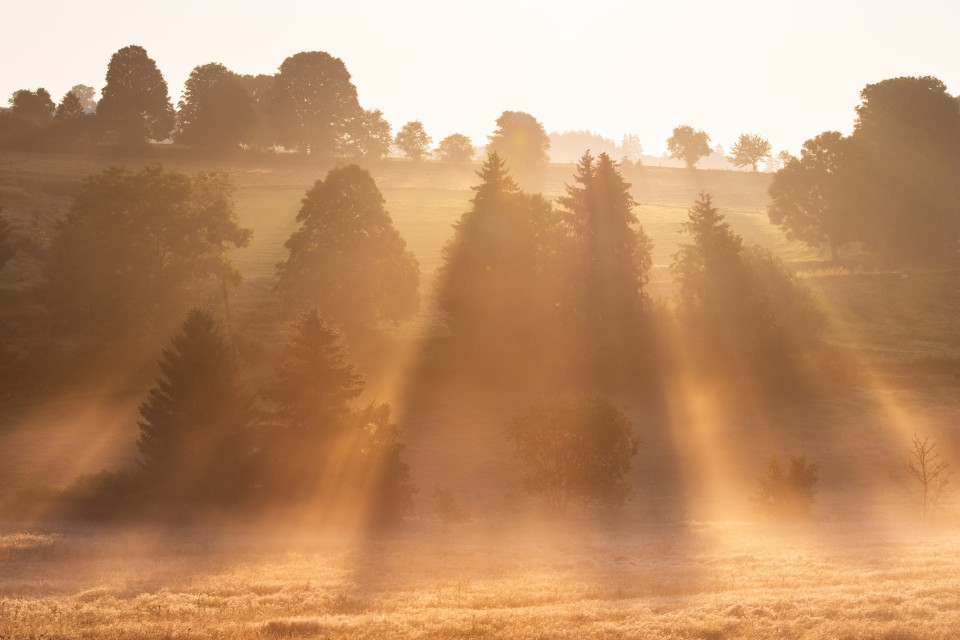 Morgenstimmung im Wolfmoos bei Kappel