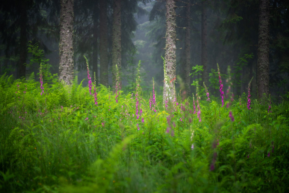 Wald mit Fingerhut