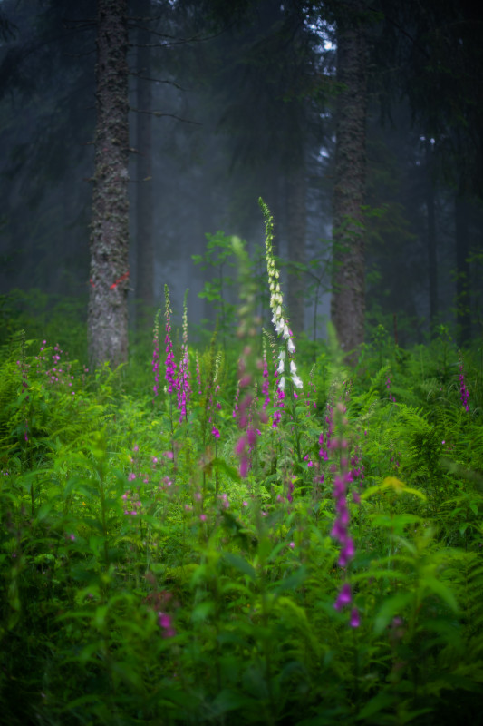 Wald mit Fingerhut