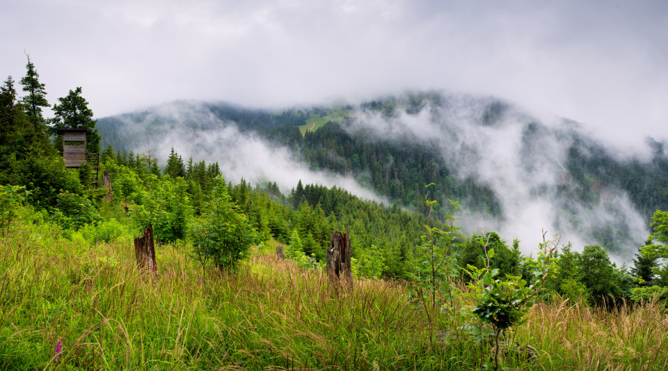 Blick vom Schweizerwald Richtung Feldberg