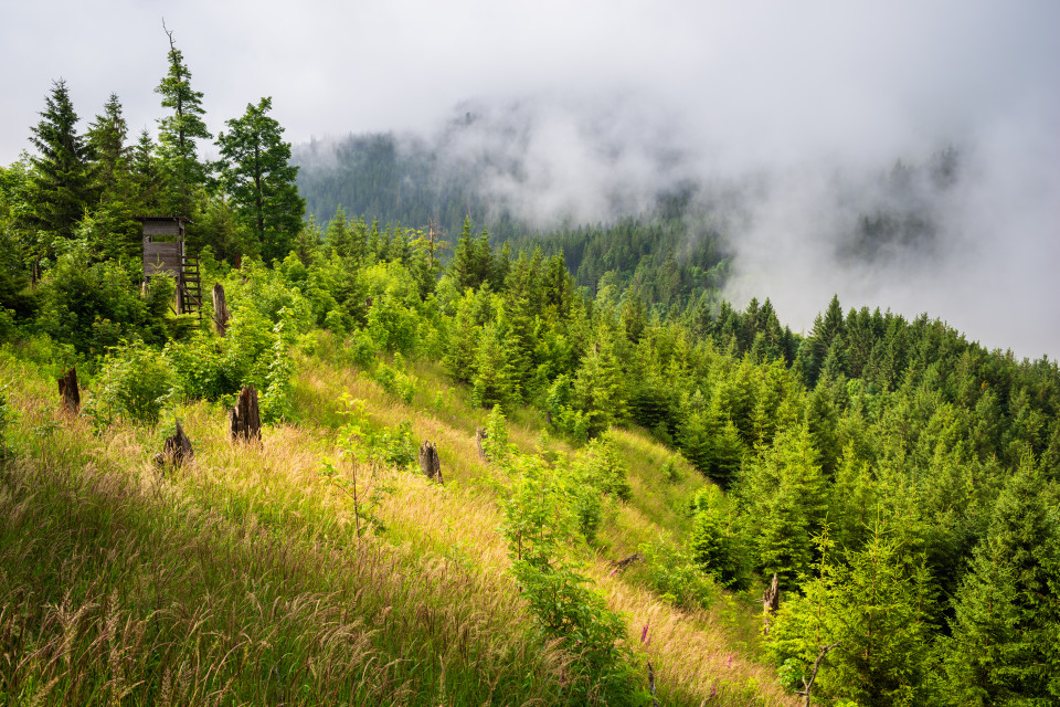 Blick vom Schweizerwald Richtung Feldberg