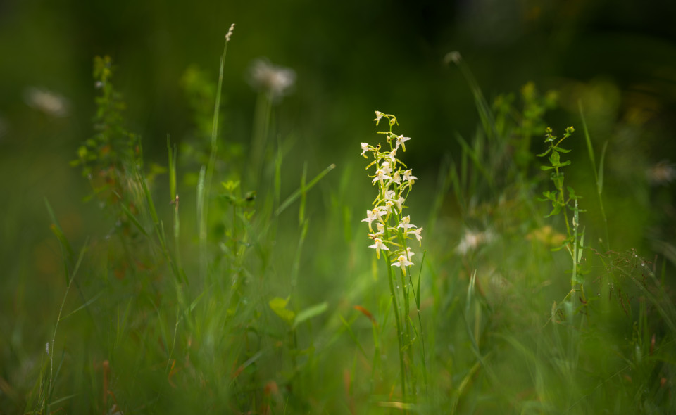 Grünliche Waldhyazinthe