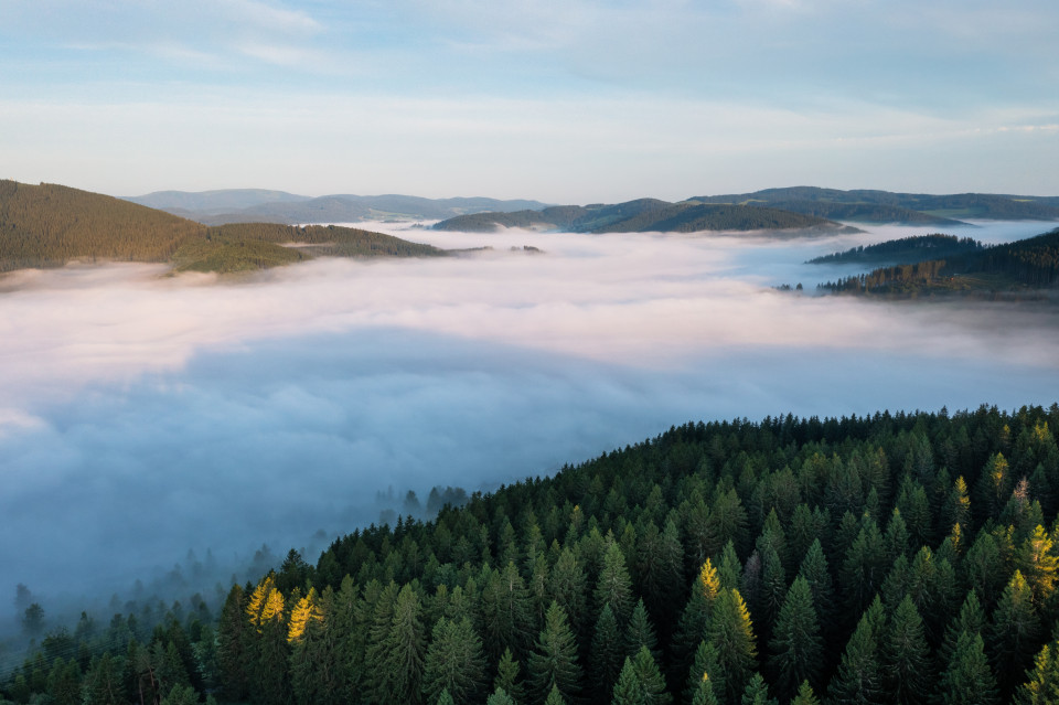 Frühnebel über Neustadt