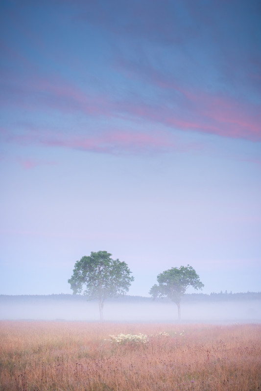 Morgenstimmung in den Rötenbacher Wiesen