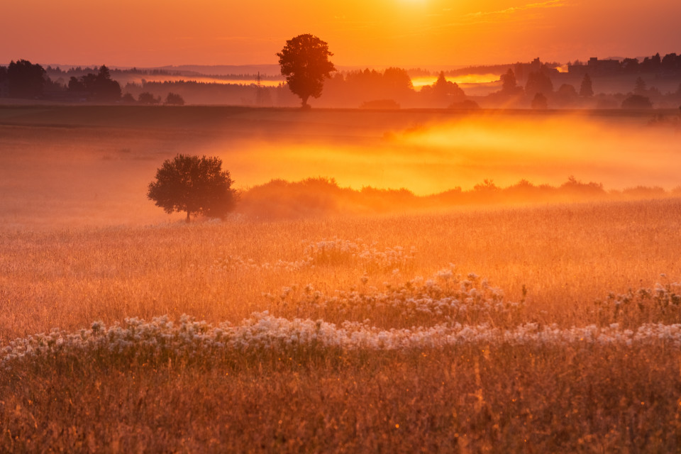 Morgenstimmung in den Rötenbacher Wiesen