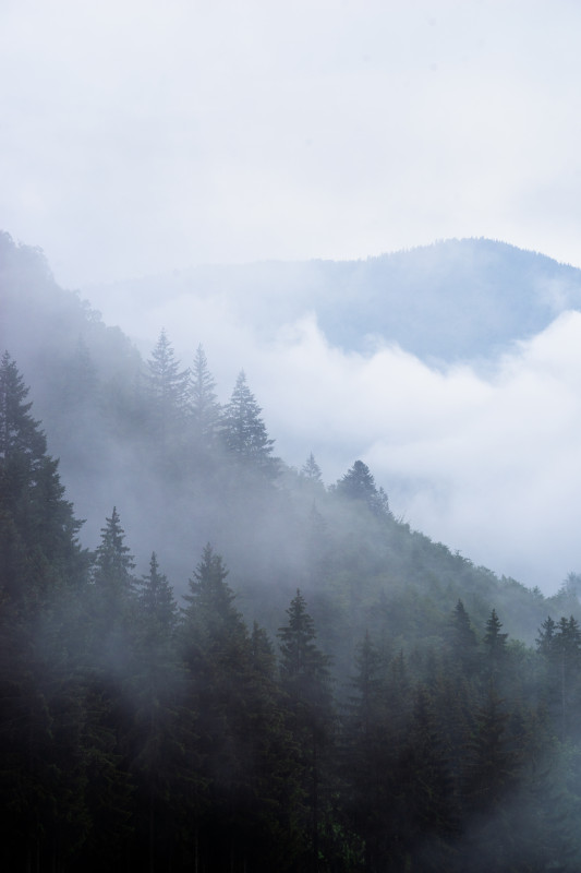 Schwarzwaldlandschaft mit Nebelschwaden