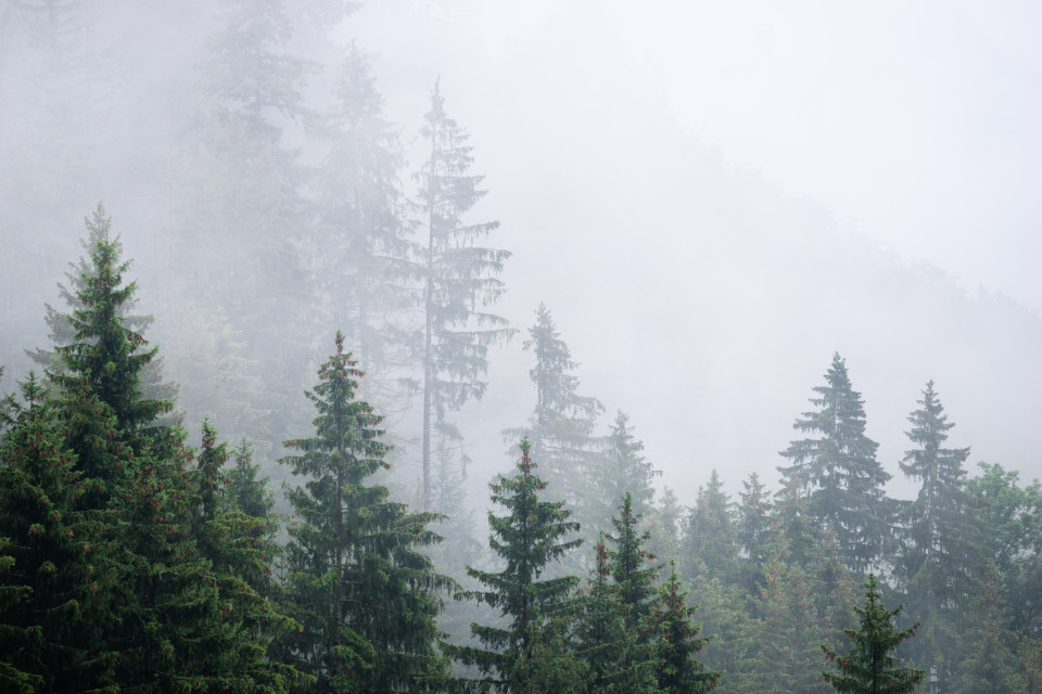 Schwarzwaldlandschaft mit Nebelschwaden