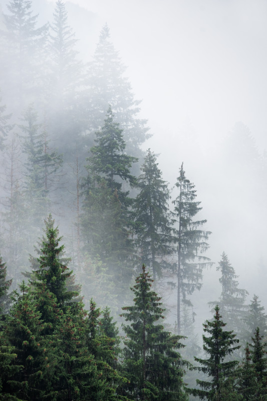 Schwarzwaldlandschaft mit Nebelschwaden