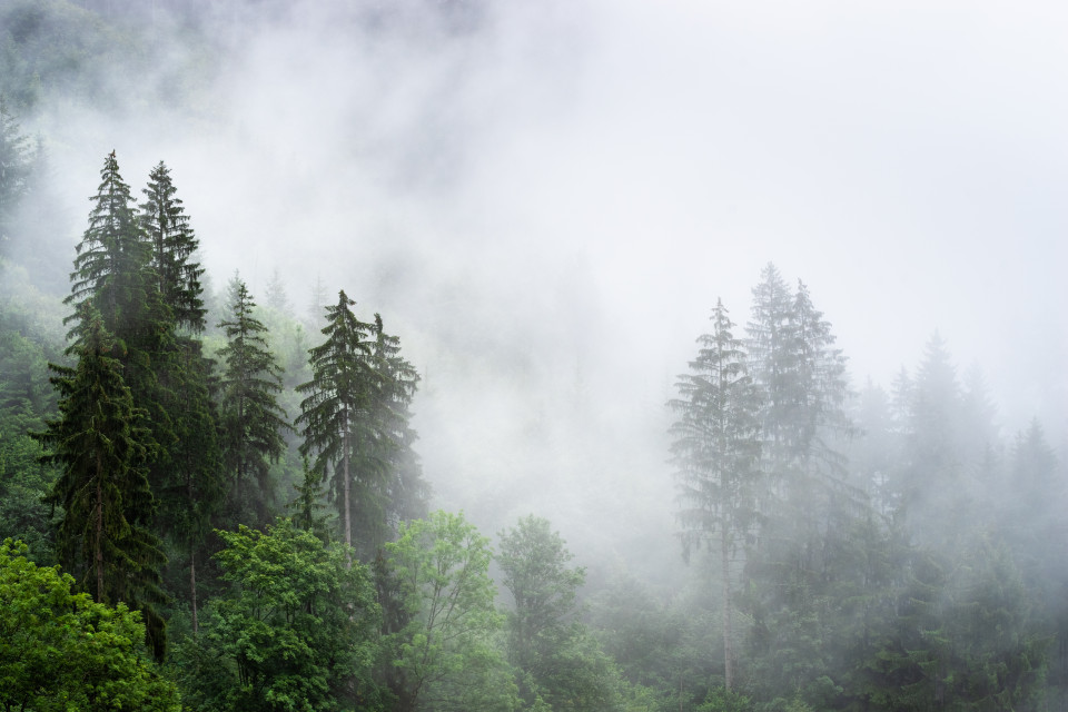 Schwarzwaldlandschaft mit Nebelschwaden