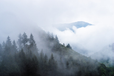 Schwarzwaldlandschaft mit Nebelschwaden