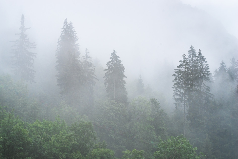 Schwarzwaldlandschaft mit Nebelschwaden