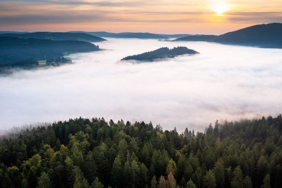 Nebel über Titisee