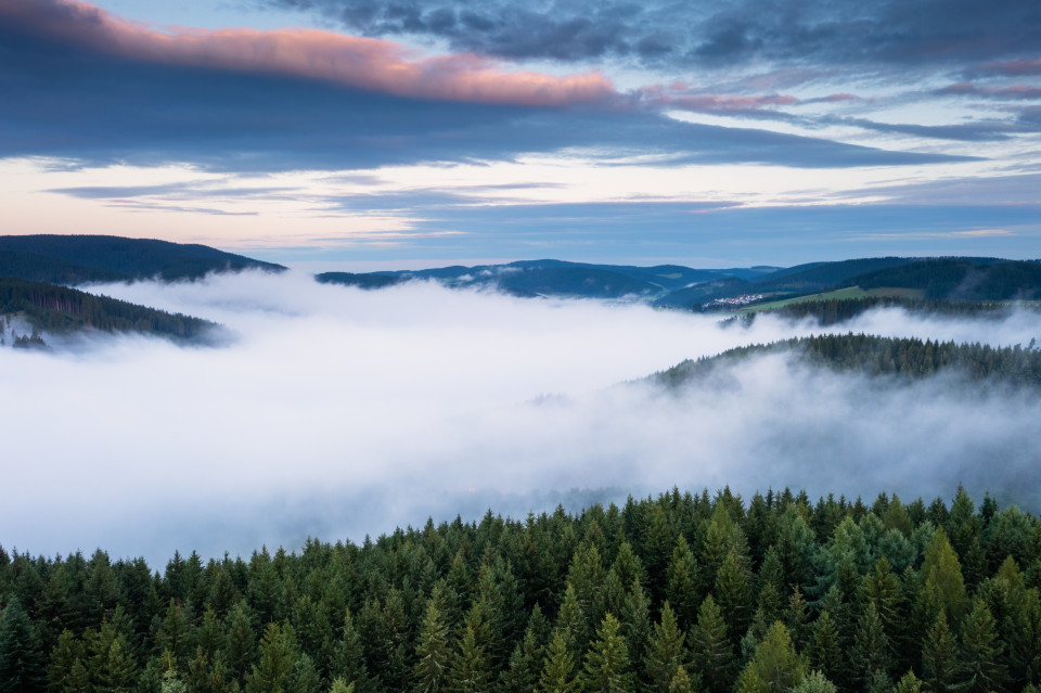 Morgennebel über Neustadt