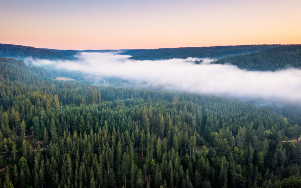 Morgennebel über der Haslach