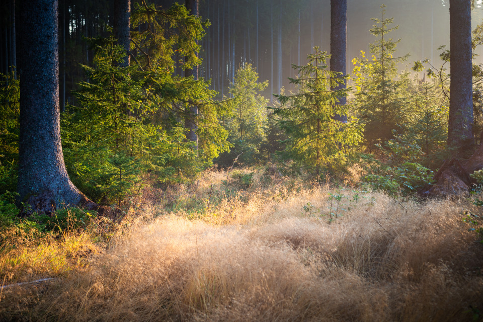 Morgenlicht im Wald