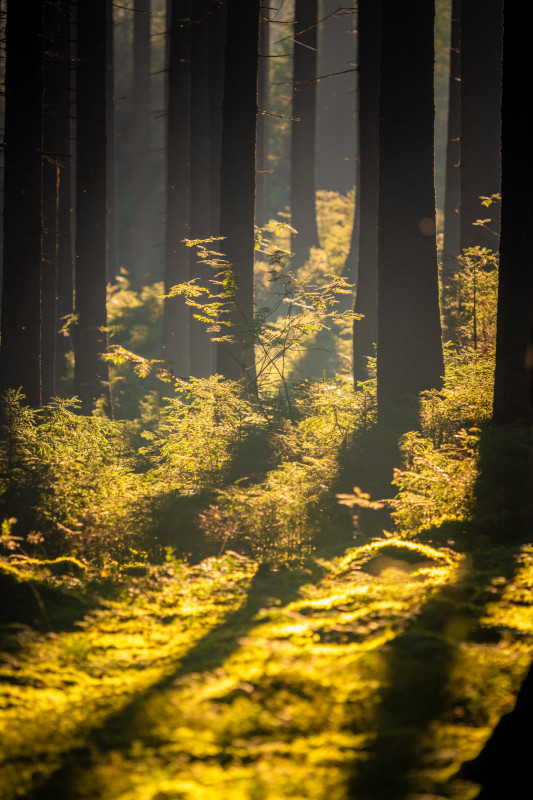 Morgenlicht im Wald