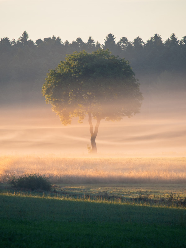 Morgenstimmung am Roßgraben bei Göschweiler