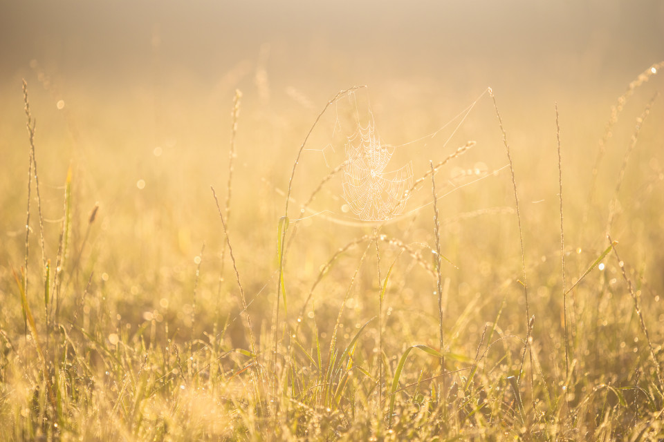 Altweibersommer-Wiese im Morgenlicht