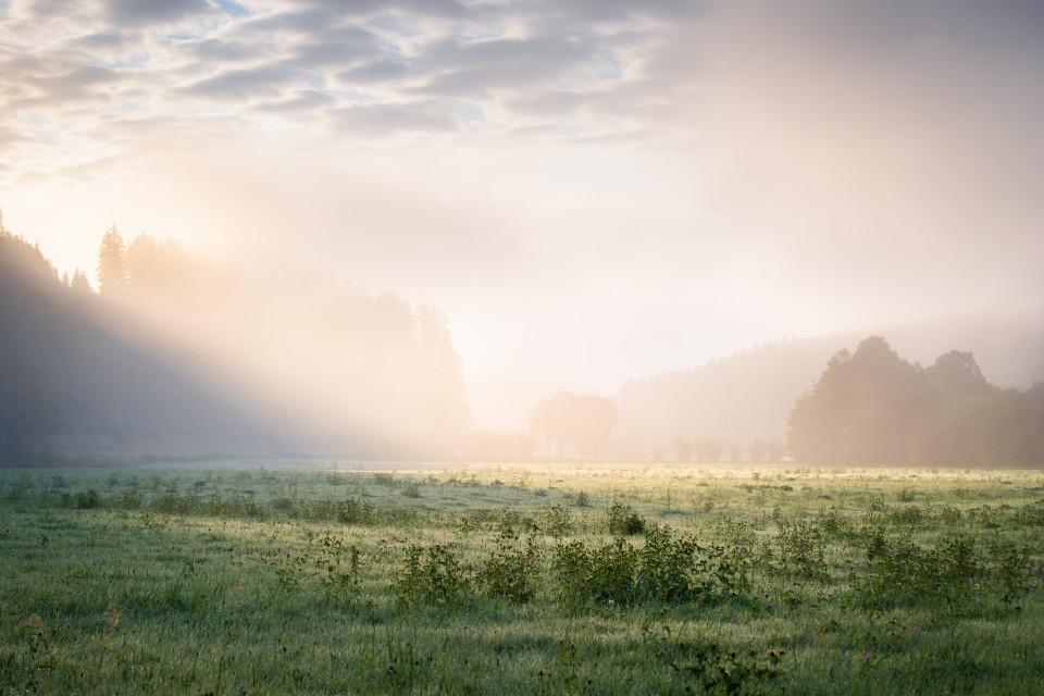 Frühnebel im Bregtal