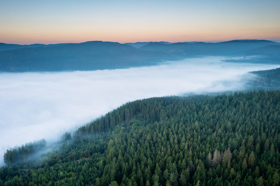 Morgennebel über dem Schluchsee