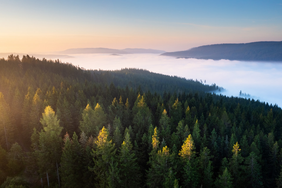 Morgennebel über dem Schluchsee