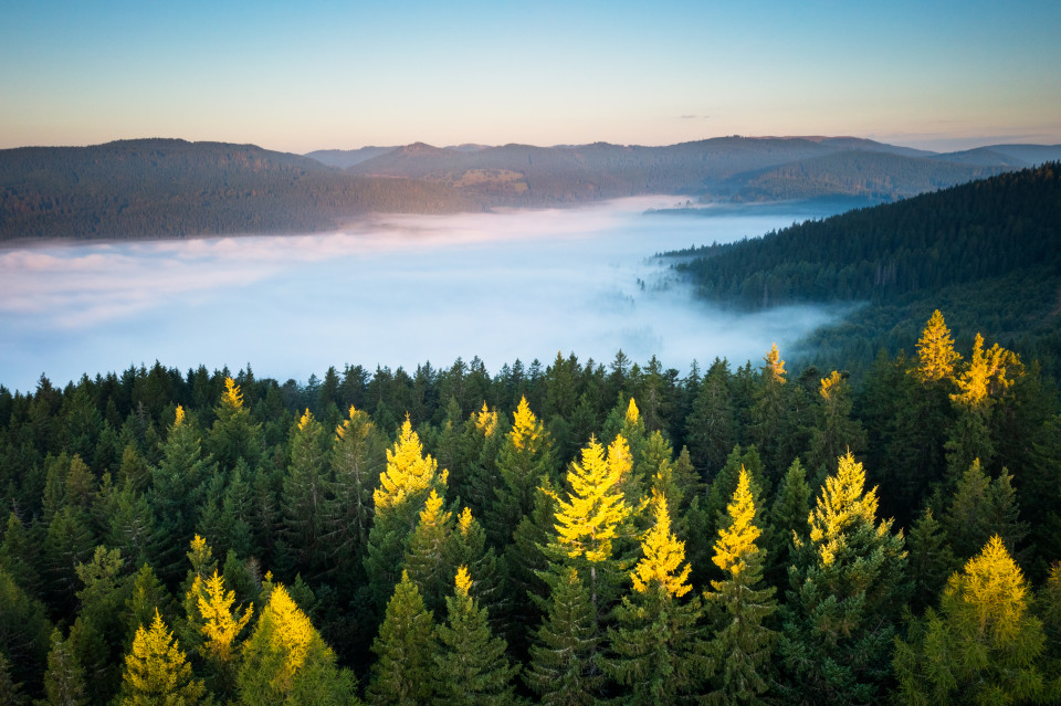 Morgennebel über dem Schluchsee