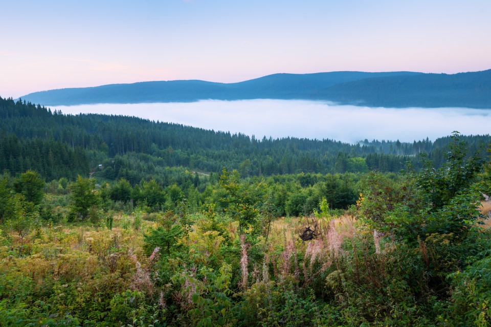 Morgennebel über dem Schluchsee