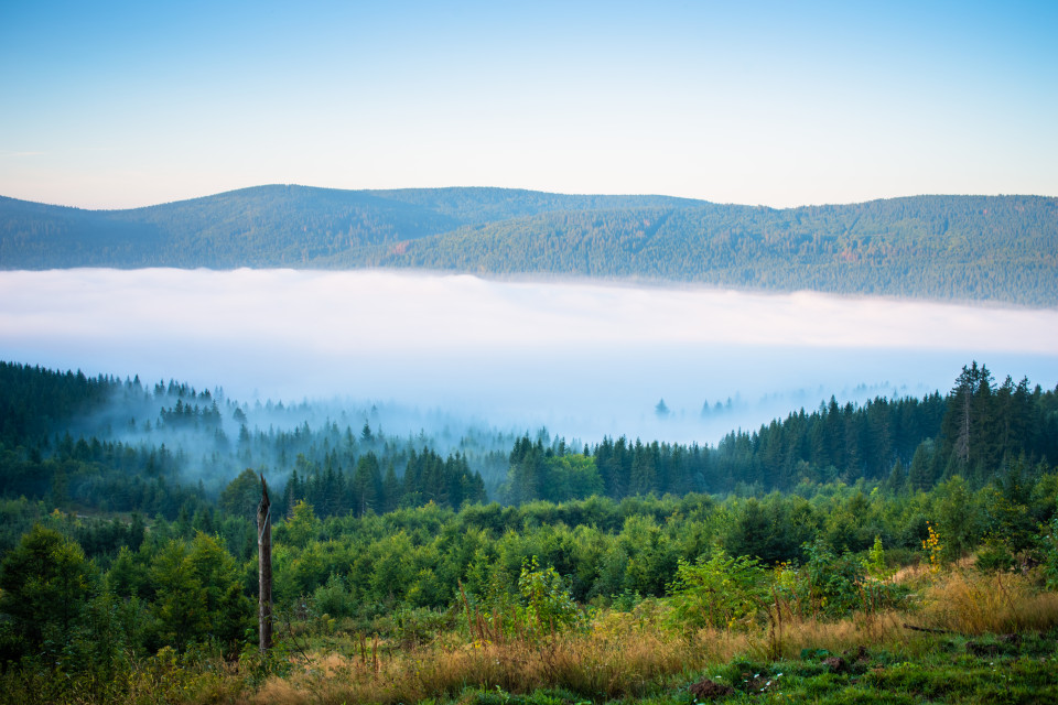 Morgennebel über dem Schluchsee