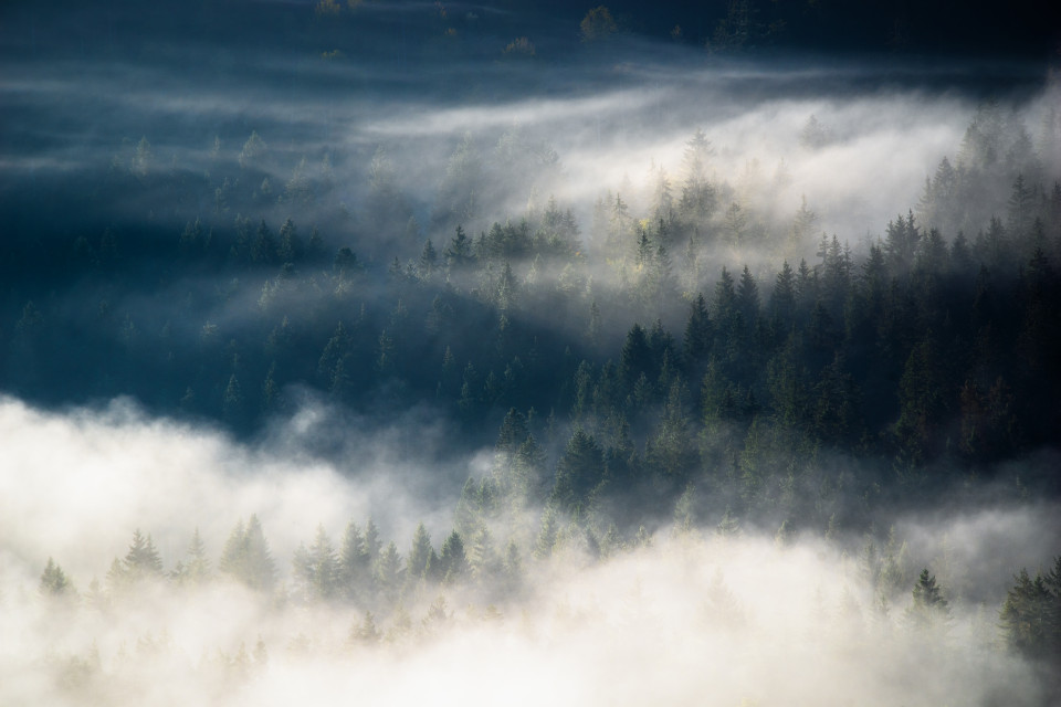 Nebel im Wald über dem Seebachtal