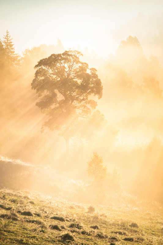 Morgenstimmung im Seebachtal