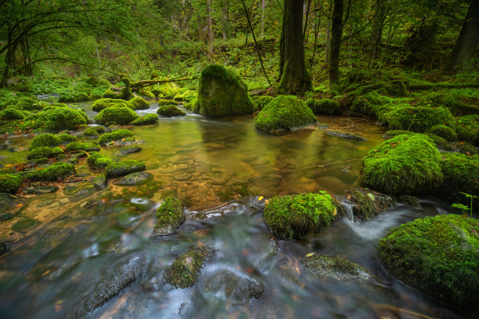 An der Schwarzwa