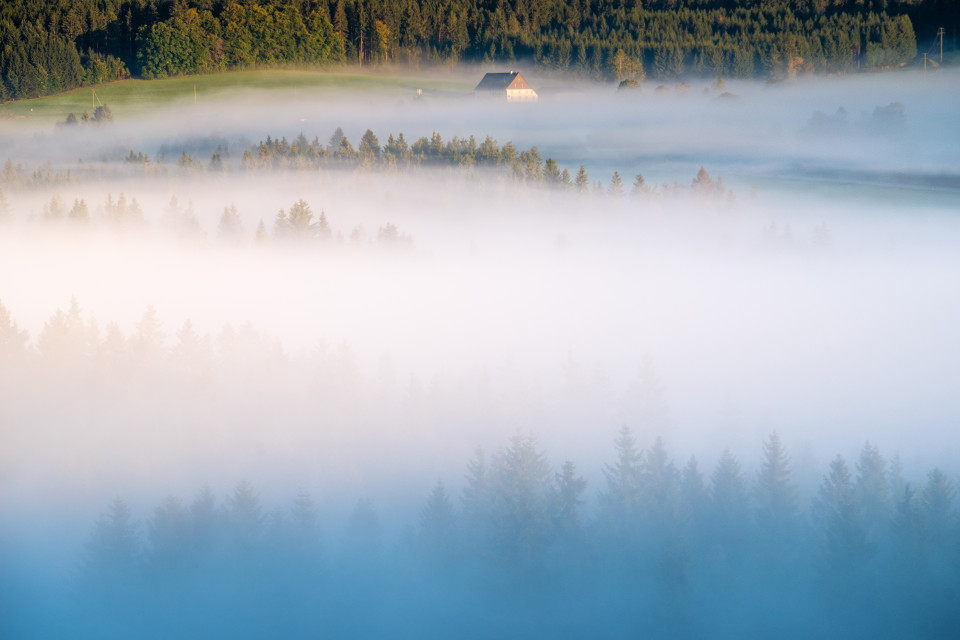 Morgendliche Nebelstimmung bei Hinterzarten