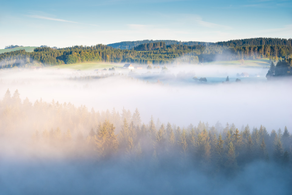 Morgendliche Nebelstimmung bei Hinterzarten