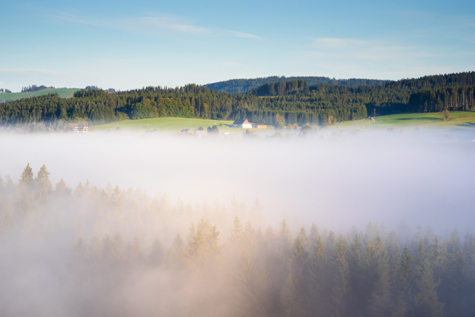 Morgendliche Nebelstimmung bei Hinterzarten