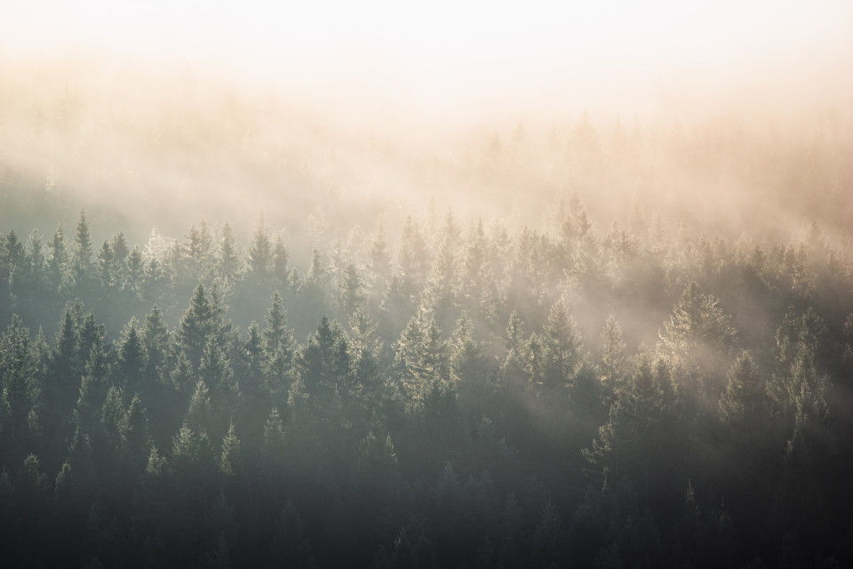 Wald im Morgennebel