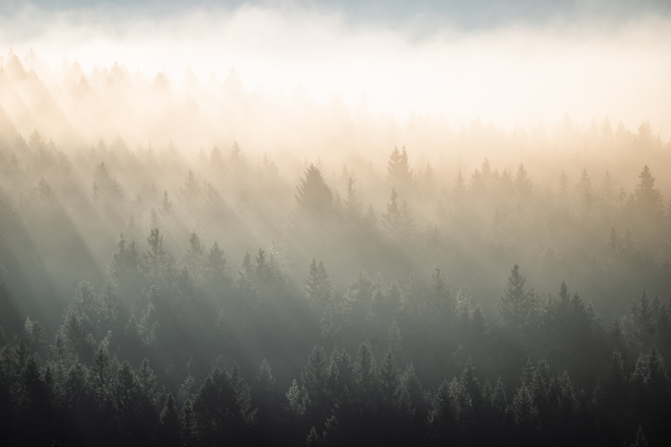 Sonnenstrahlen im Nebelwald