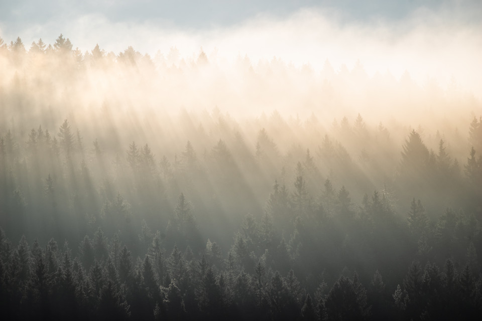 Sonnenstrahlen im Nebelwald