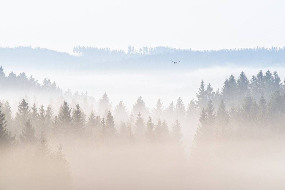 Wald über dem Nebel