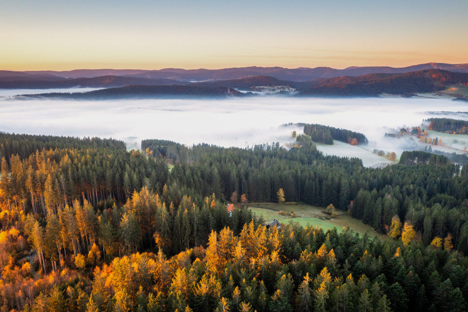 Herbstmorgen mit Talnebel