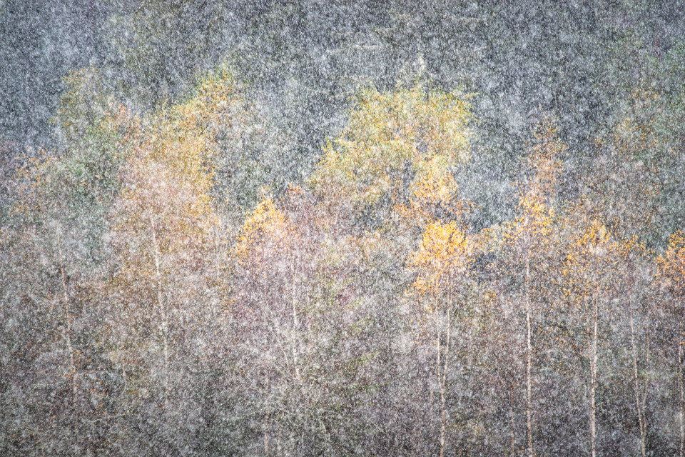 Erster Schneefall über dem Herbstwald