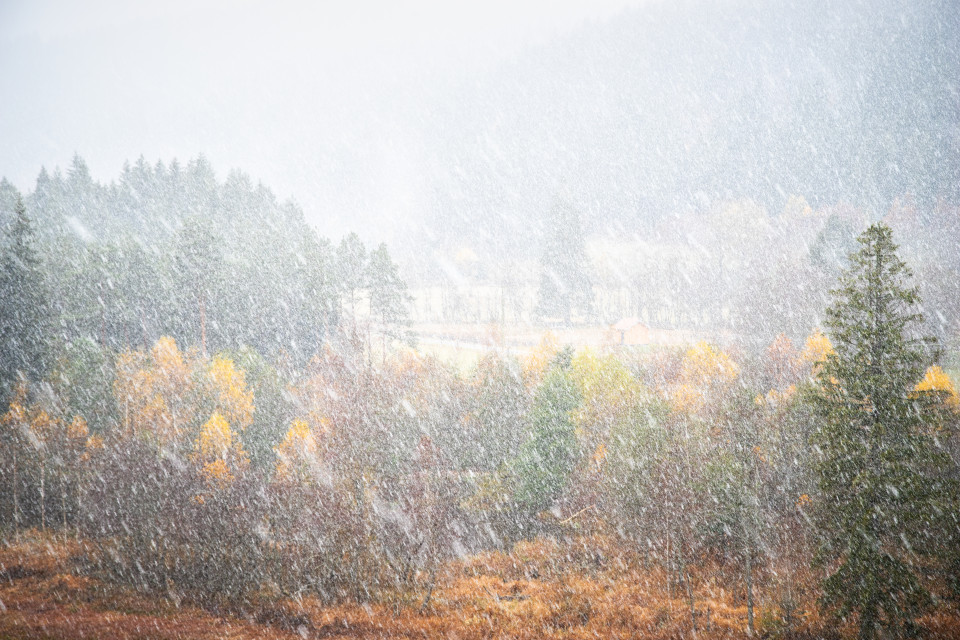 Erster Schneefall über dem Herbstwald