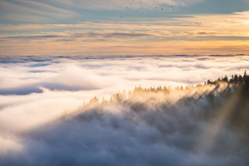 Nebelmeer unter dem Feldberg