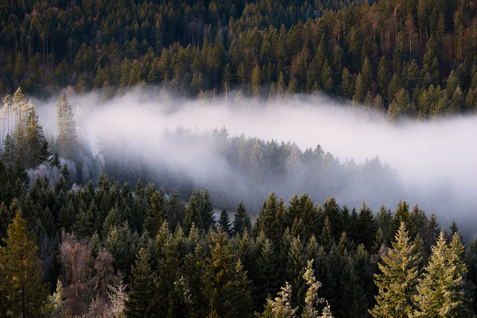 Wald im Spätherbst