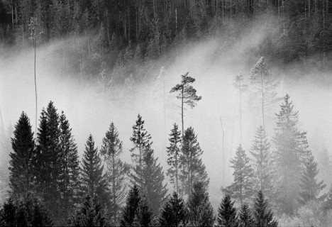 Nebel im Wald über dem Schwarzatal