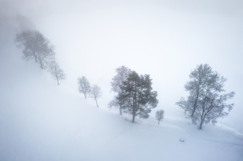 Bäume im Schnee und Nebel